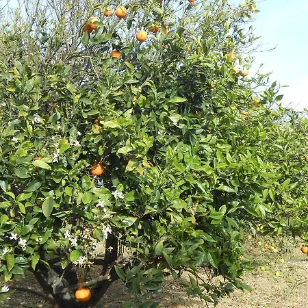 Naxos Garden